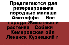 Предлагаются для резервирования породные малаши Амстаффа  - Все города Животные и растения » Собаки   . Кемеровская обл.,Ленинск-Кузнецкий г.